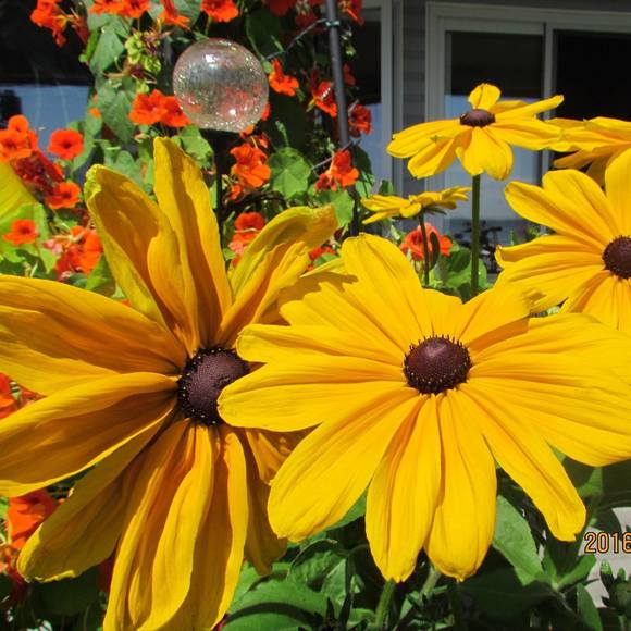 Meet your Posher, Margy - Picture 1 of 1